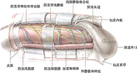 男性陰莖|阴茎结构解剖：皮肤/被膜/韧带/血供/海绵体/神经